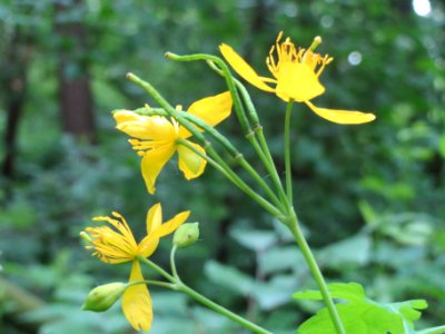 20140511Chelidonium_majus1