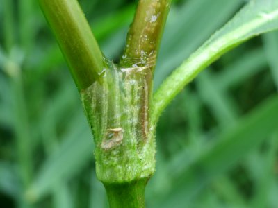 20140705Persicaria_lapathifolia3