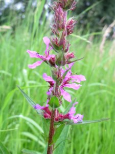 20140705Lythrum_salicaria3