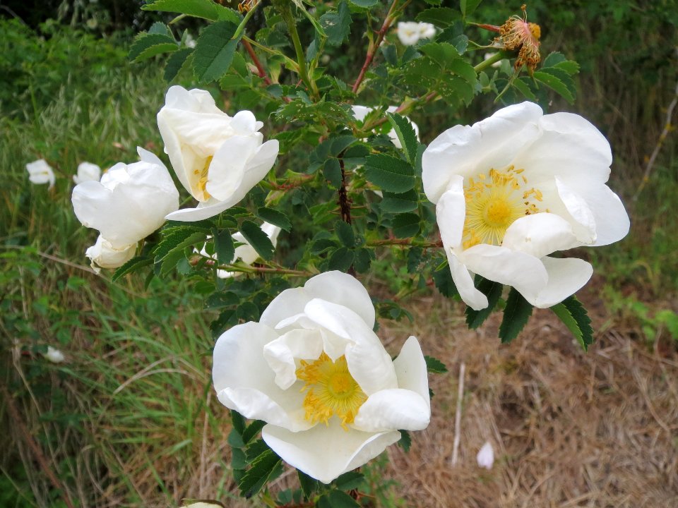 20140428Rosa_spinosissima3