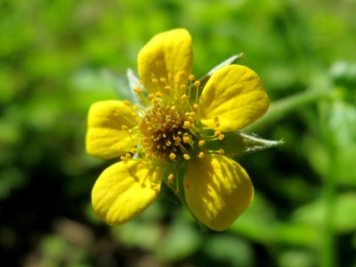 20140514Geum_urbanum