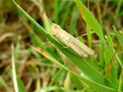 20140705Chorthippus_dorsatus1