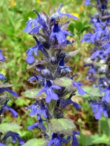 20140511Ajuga_reptans1