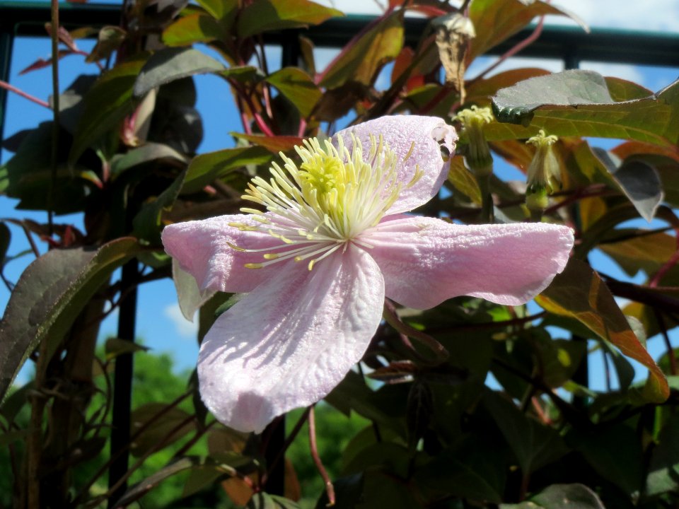 20140514Clematis_montana_Tetrarose