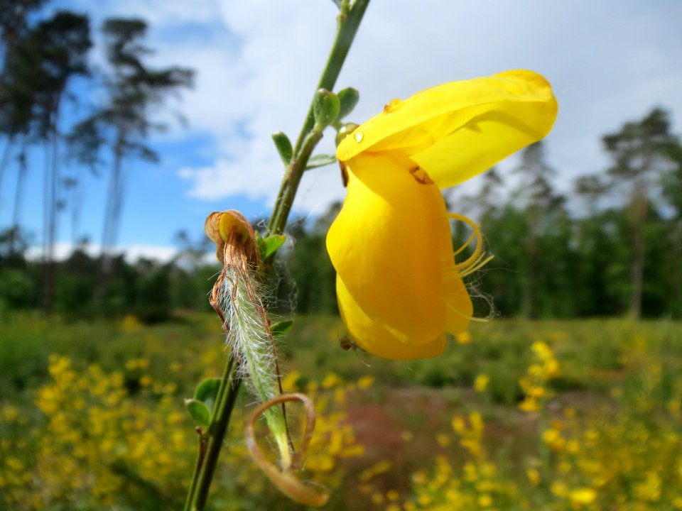 20140511Cytisus_scoparius4