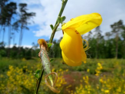 20140511Cytisus_scoparius4