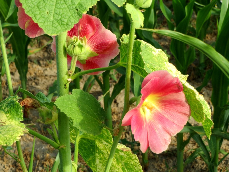 20140701Alcea_rosea3