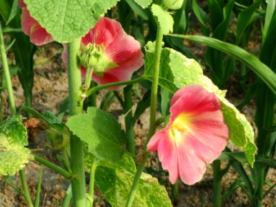 20140701Alcea_rosea3 photo