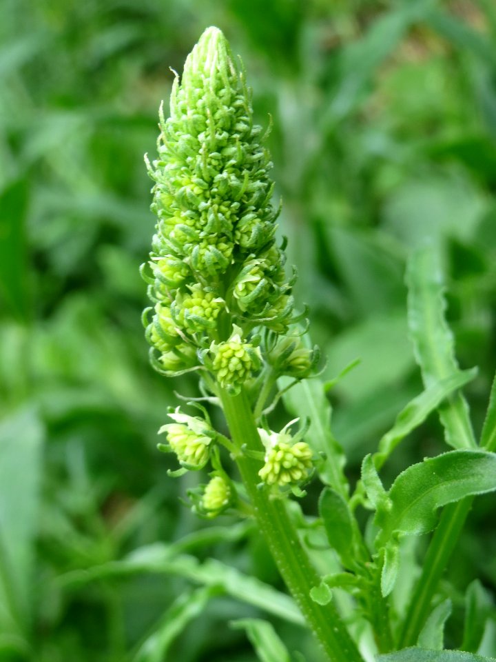 20140507Reseda_lutea3