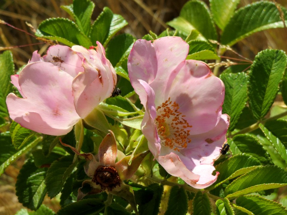 20140702Rosa_rugosa2