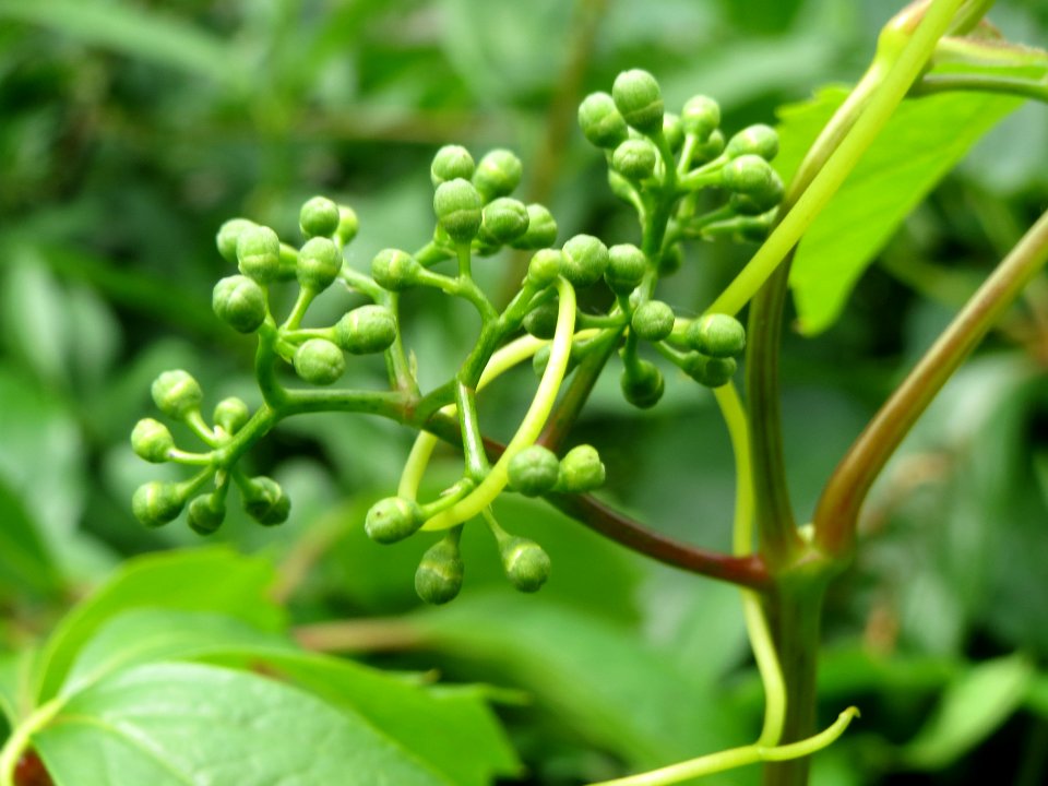 20140512Parthenocissus_quinquefolia3