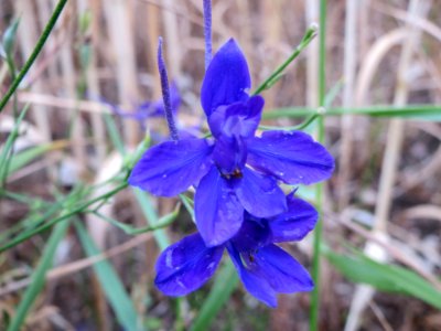 20140705Consolida_regalis3