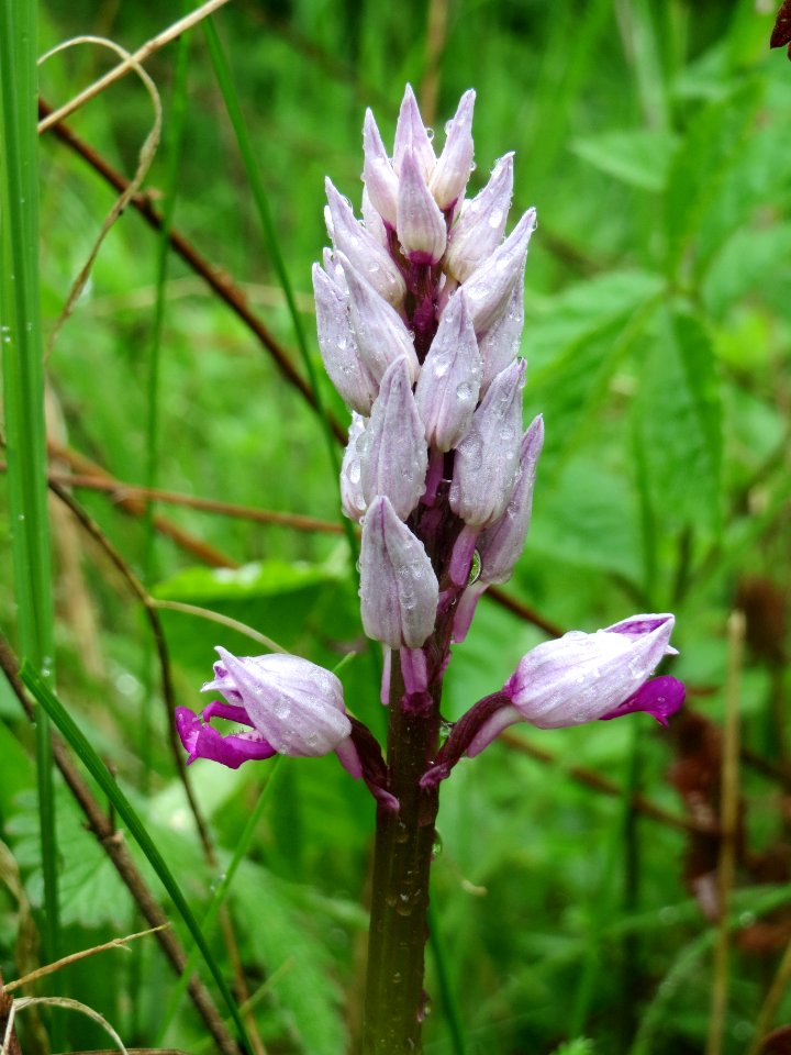 20140507Orchis_militaris7