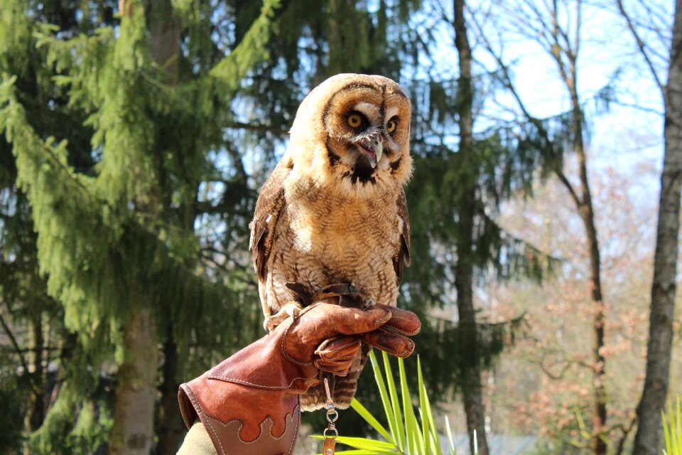 Animal nocturnal tawny owl