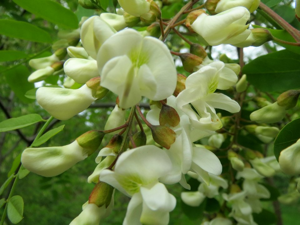 20140427Robinia_pseudoacacia2