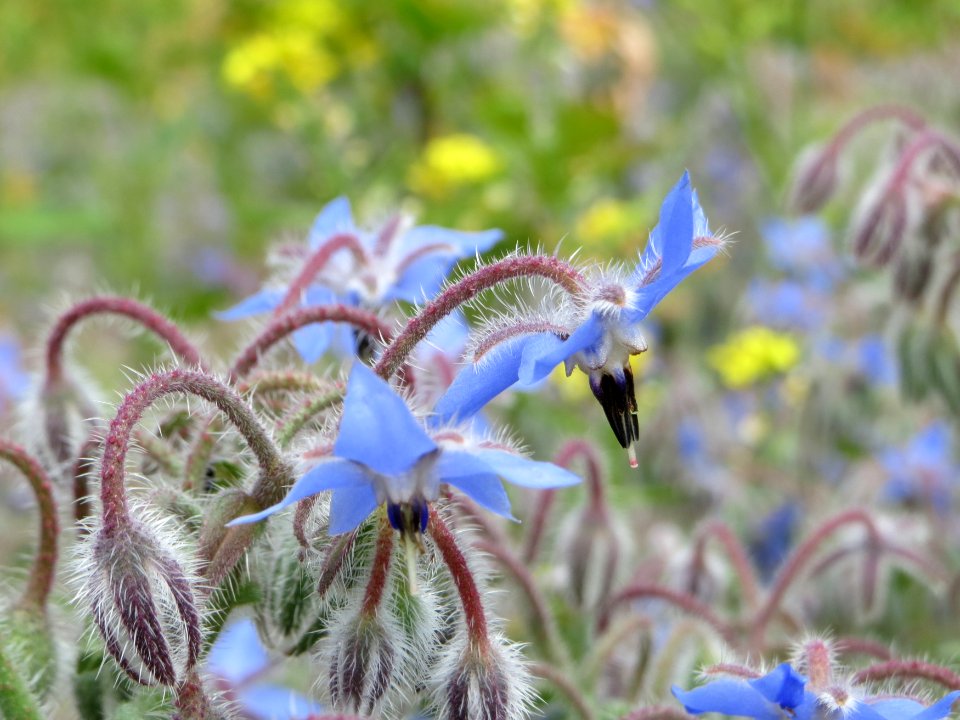 20140704Borago_officinalis2