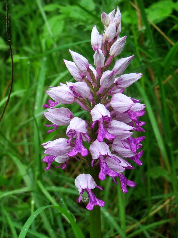 20140507Orchis_militaris1