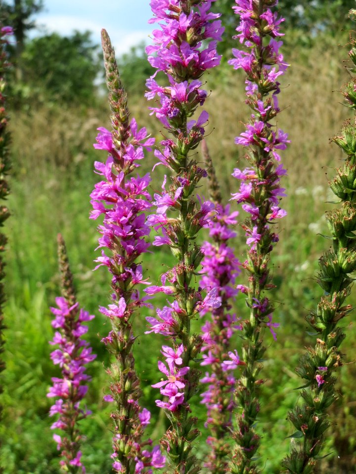 20140724Lythrum_salicaria