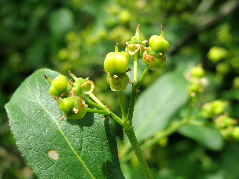 20140509Euonymus_europaeus3