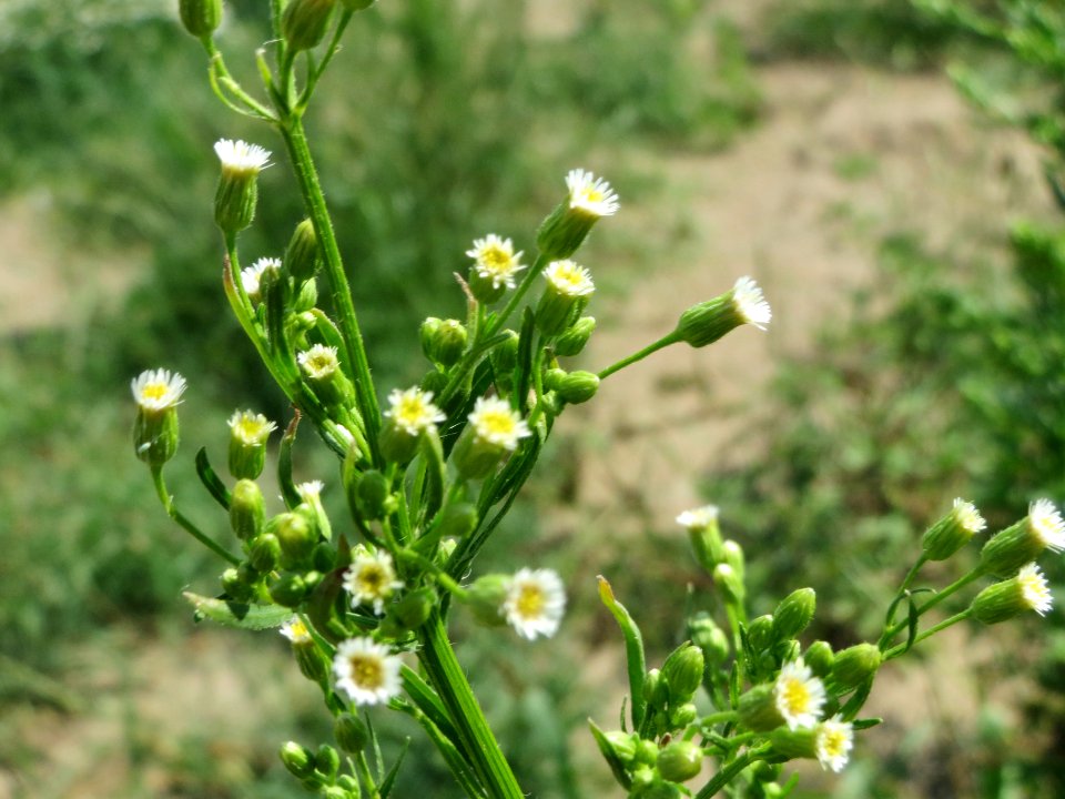 20140702Erigeron_canadensis1