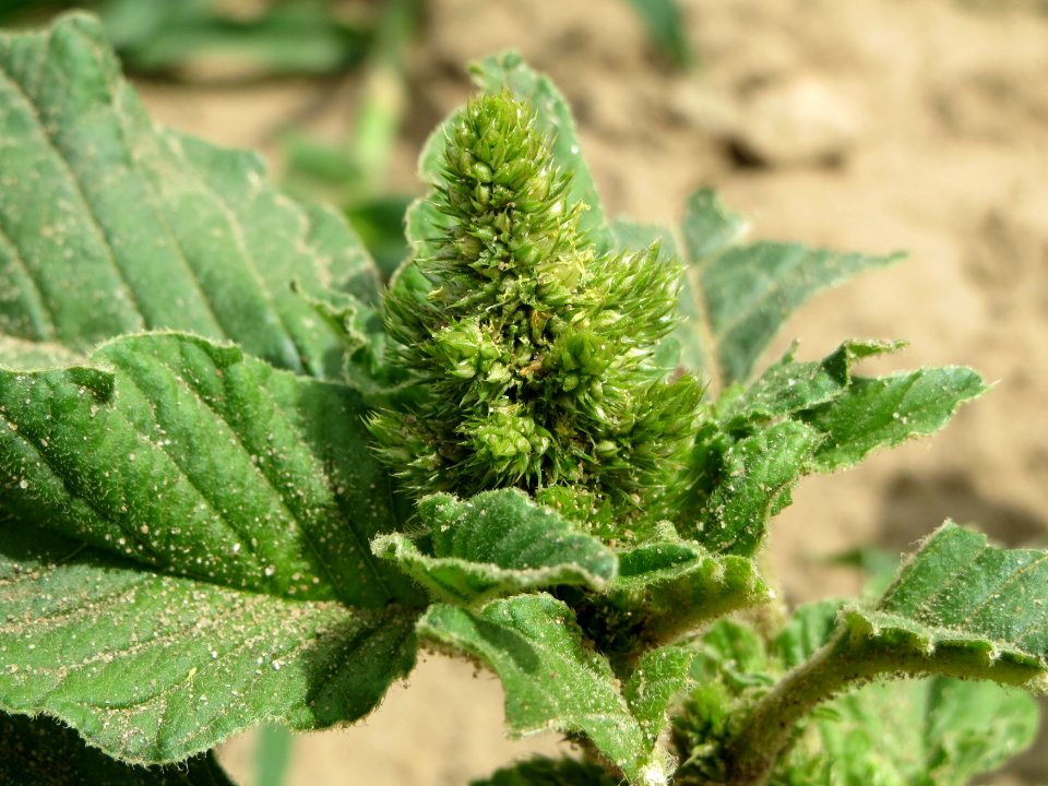 20140704Amaranthus_retroflexus
