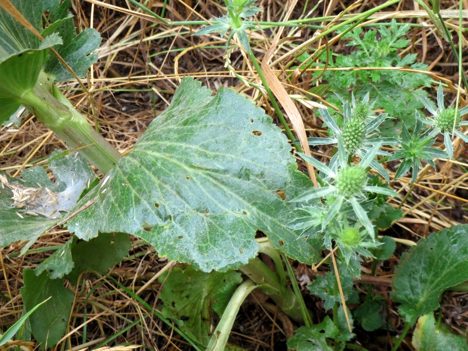 20140705Eryngium_planum1