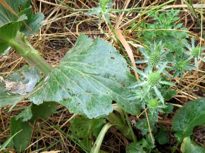 20140705Eryngium_planum1