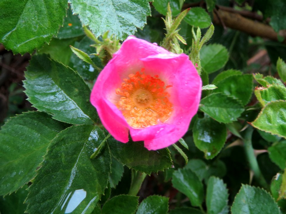 20140510Rosa_rubiginosa6