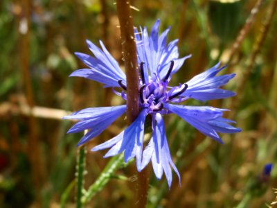 20140702Centaurea_cyanus1 photo