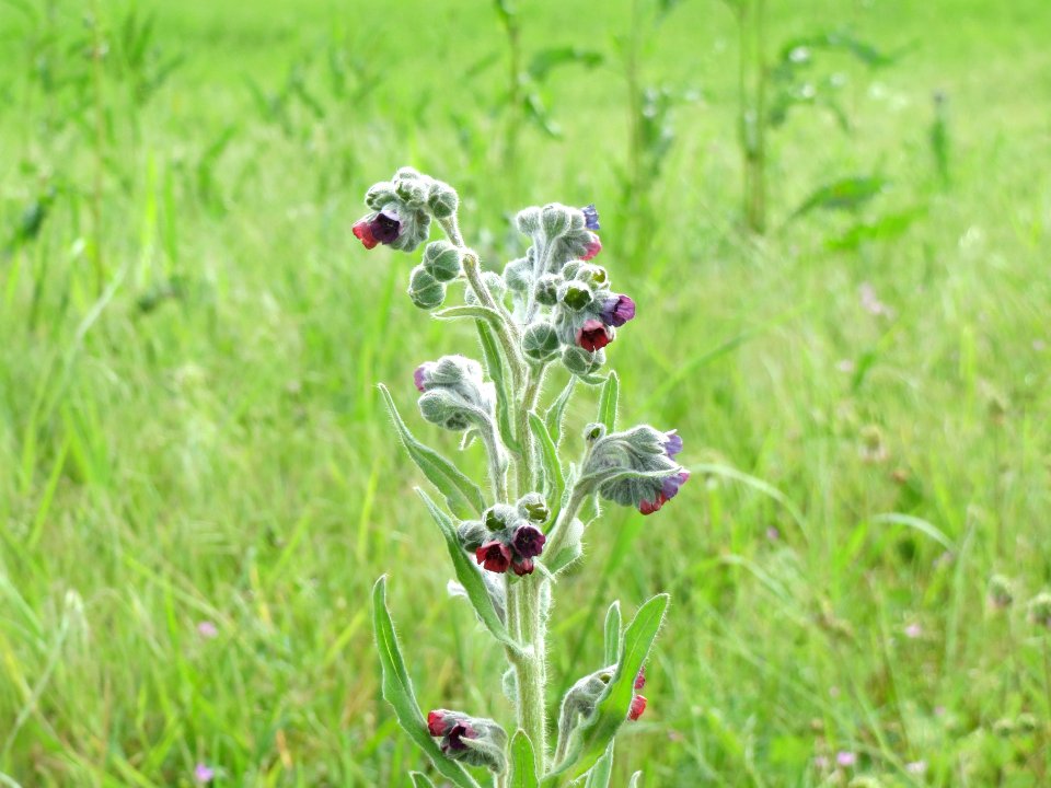 20140427Cynoglossum_officinale1