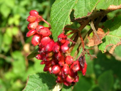 20140704Viburnum_lantana