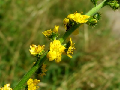 20140702Agrimonia_eupatoria photo