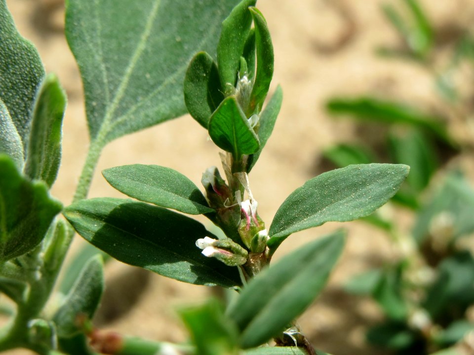 20140704Polygonum_aviculare