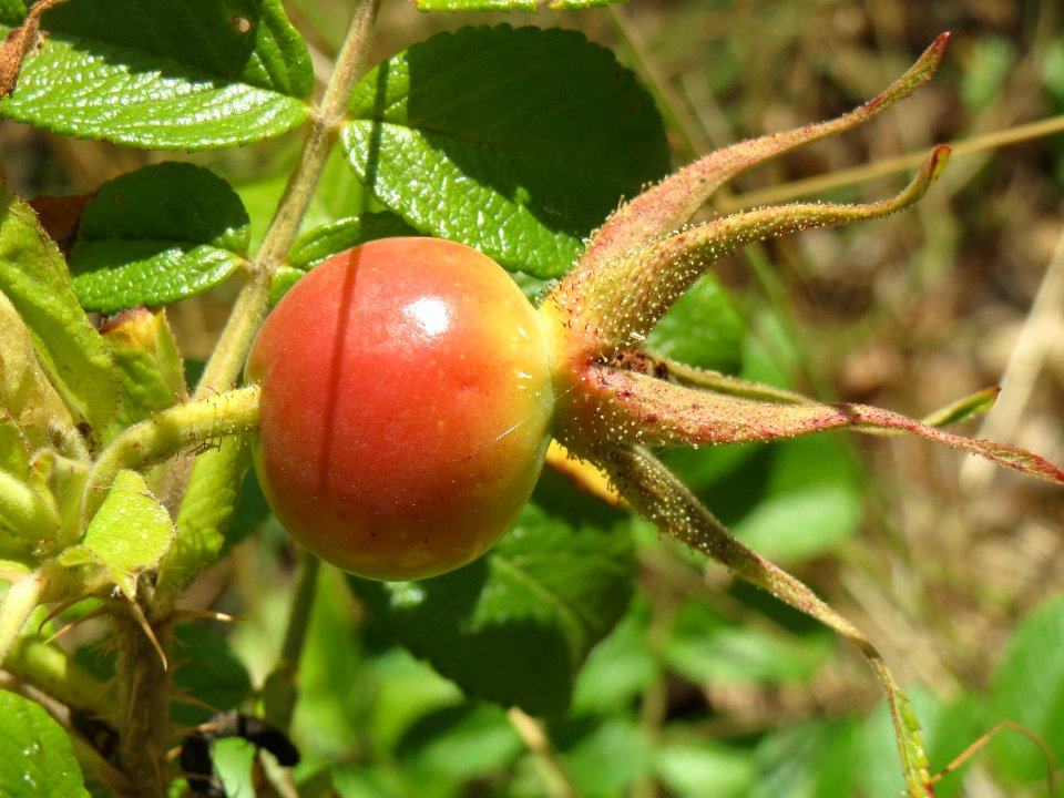 20140702Rosa_rugosa3