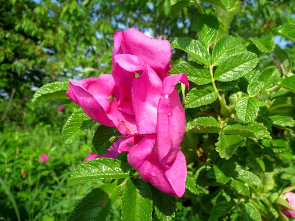 20140426Rosa_rugosa7