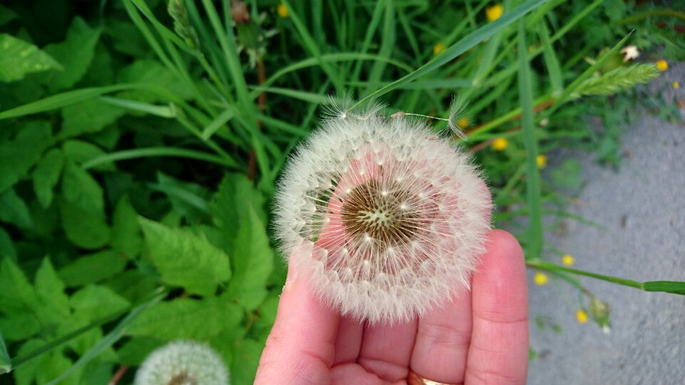 Nature sweden hand