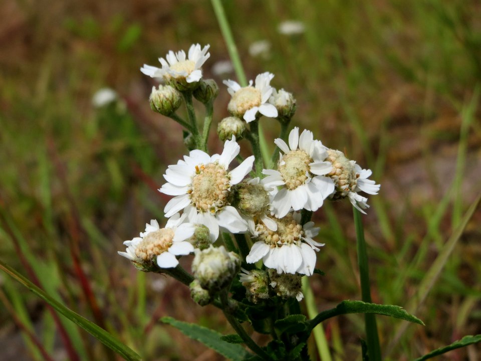 20140630Achillea_ptarmica1