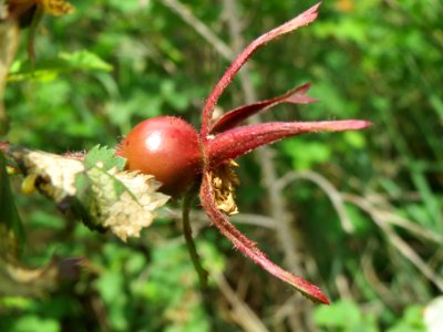 20140509Rosa_spinosissima2