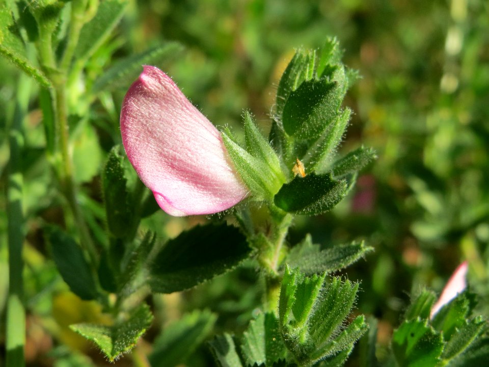 20140701Ononis_repens2