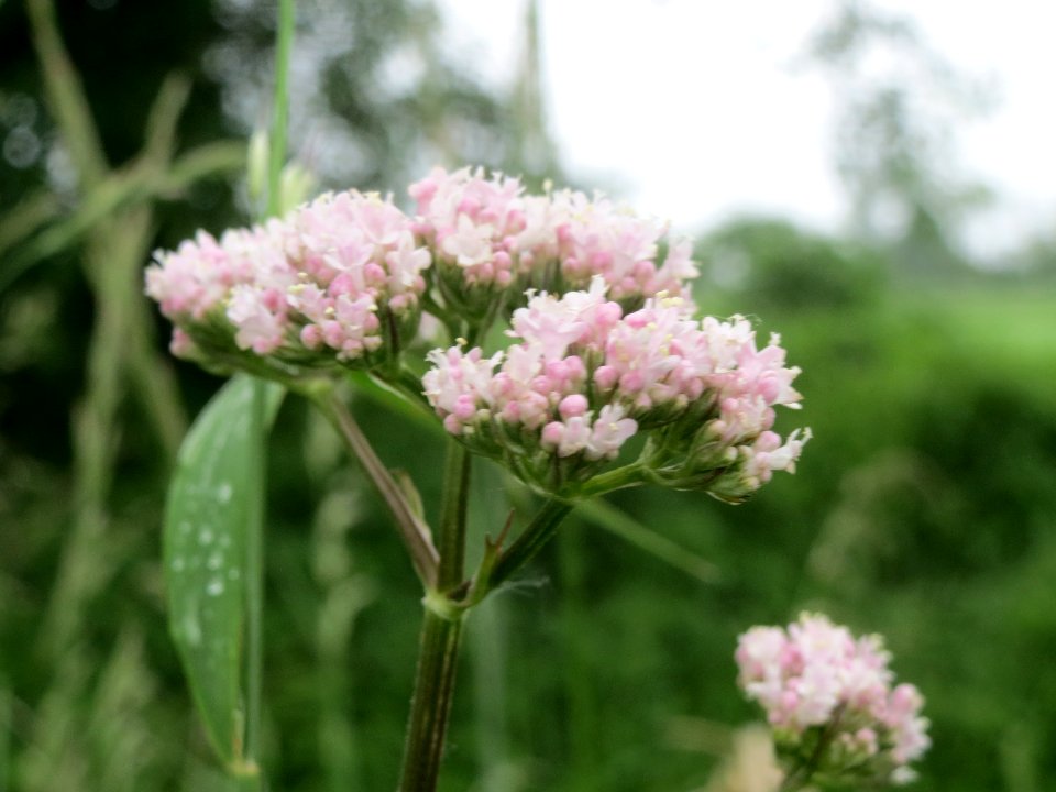 20140510Valeriana_officinalis2