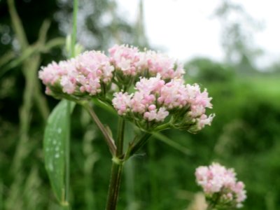 20140510Valeriana_officinalis2