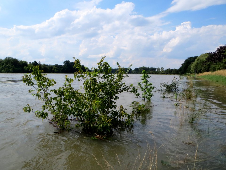 20140724Hochwasser_Altlussheim13