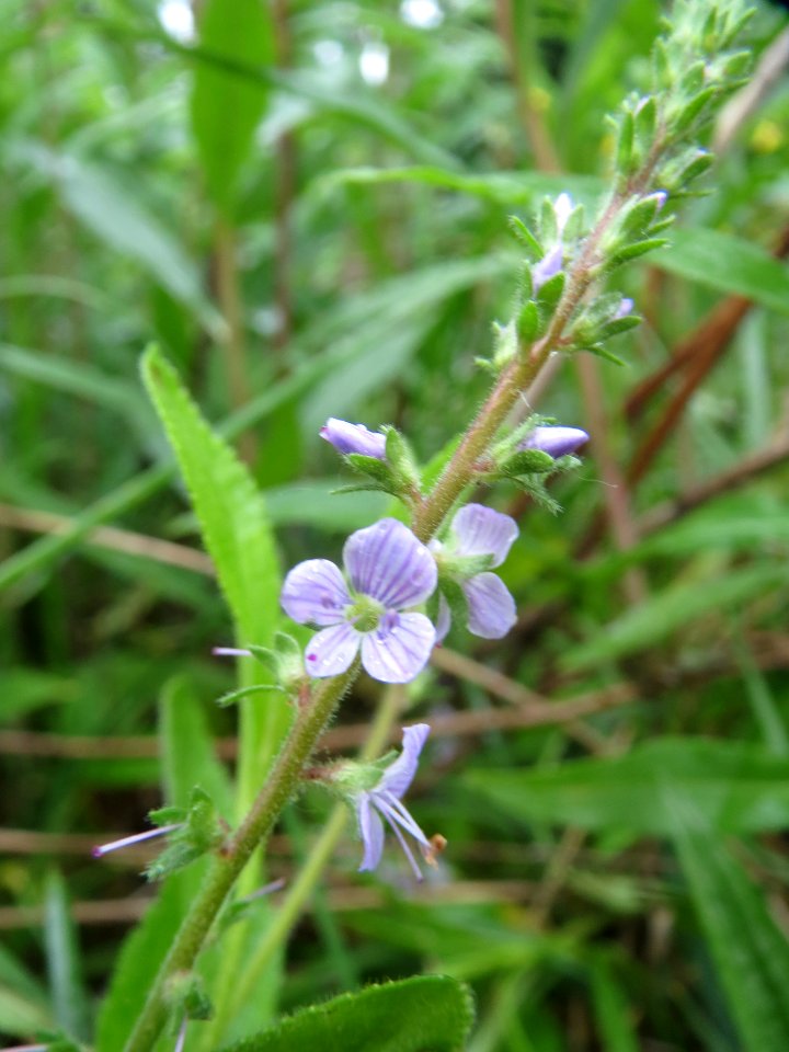 20140511Veronica_officinalis2