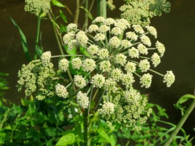 20140724Angelica_sylvestris4
