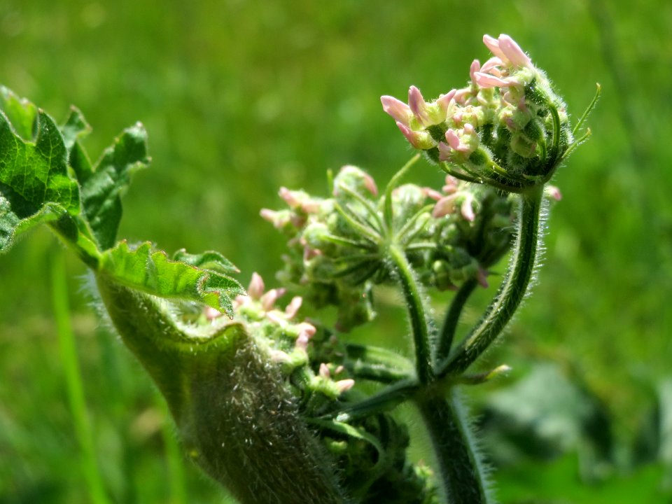 20140702Heracleum_sphondylium1