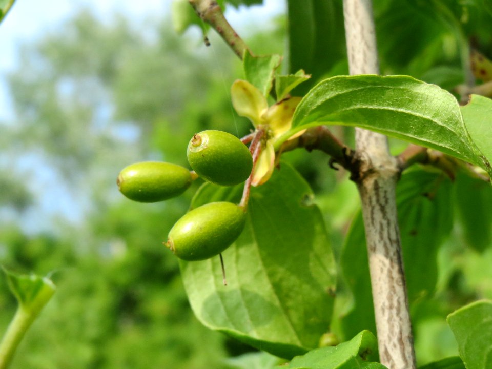 20140426Cornus_mas2