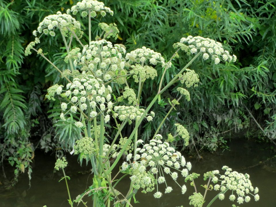 20140724Angelica_sylvestris1
