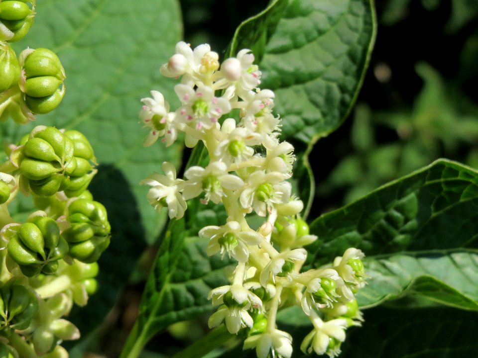 20140702Phytolacca_americana3