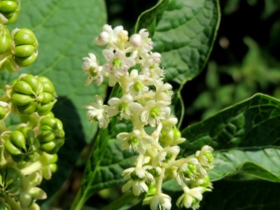 20140702Phytolacca_americana3