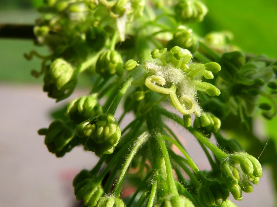 20140430Acer_pseudoplatanus2